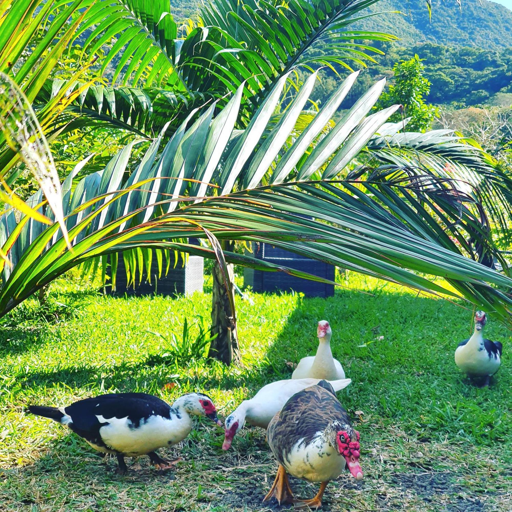 Le Chalet, La Petite Ferme Vieux Grand Port Dış mekan fotoğraf